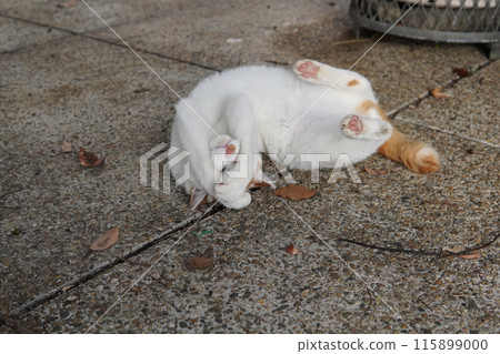 A rare and cute cat expression A rare and cute cat expression 115899000