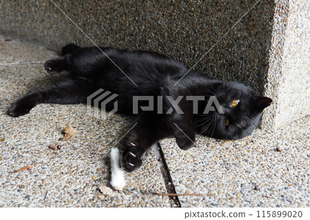 很難看到的貓的可愛表情 115899020