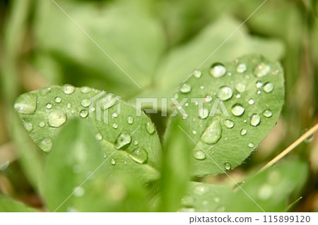 Flowers that bloom in the rainy season Flowers that bloom in the rainy season 115899120