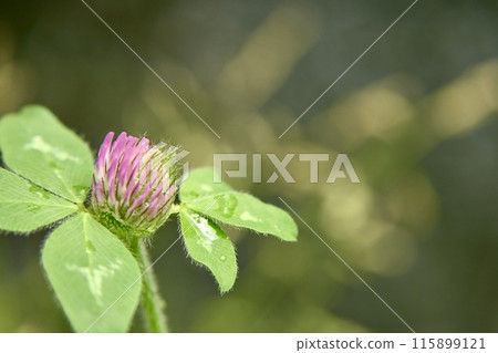 Flowers that bloom in the rainy season Flowers that bloom in the rainy season 115899121