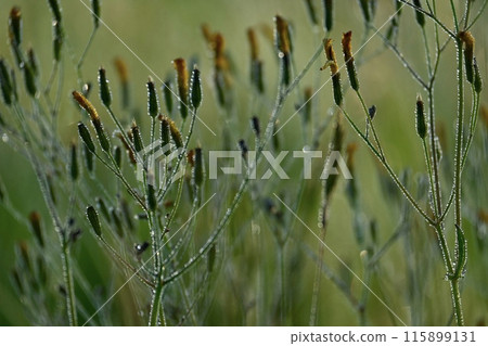 雨季盛開的花朵 115899131