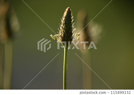 雨季盛開的花朵 115899132