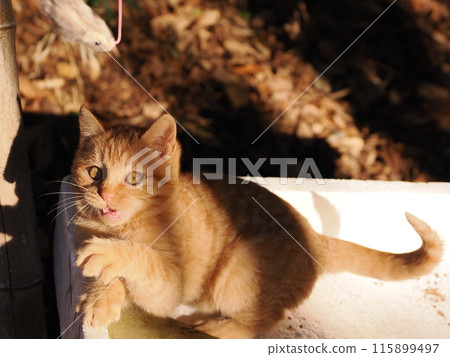 可愛的小貓天真地玩耍的臉 115899497