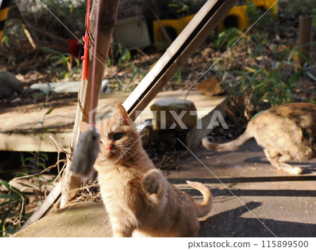 The face of a cute kitten playing innocently 115899500