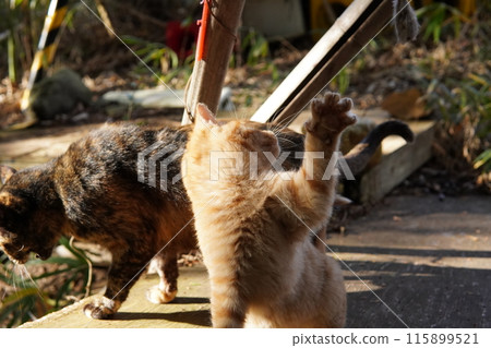 The face of a cute kitten playing innocently 115899521