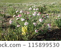 Alpine plants: Giant Snapdragon and Snapdragon demersal 115899530