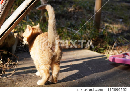 The face of a cute kitten playing innocently The face of a cute kitten playing innocently 115899562