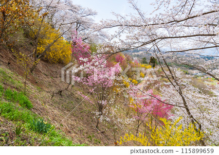 Spring in Fukushima City, Fukushima Prefecture - Fukushima's Shangri-La, Hanamiyama Spring in Fukushima City, Fukushima Prefecture - Fukushima's Shangri-La, Hanamiyama 115899659