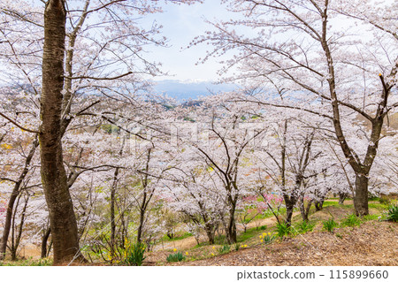 Spring in Fukushima City, Fukushima Prefecture - Fukushima's Shangri-La, Hanamiyama Spring in Fukushima City, Fukushima Prefecture - Fukushima's Shangri-La, Hanamiyama 115899660