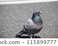 Lonely pigeon 115899777
