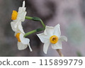 White flowers of daffodil blooming in the winter garden 115899779