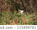 A cat staring at me in the grass 115899781
