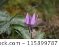 Dogtooth violet flowers are blooming 115899787