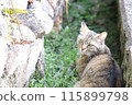 A cat staring at you 115899798