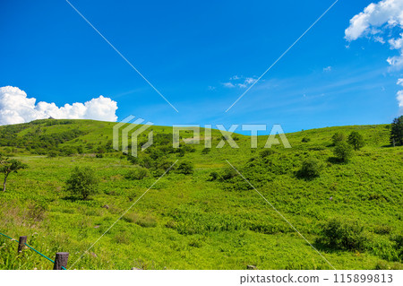 屋島原濕地(7月,晴) 屋島原濕地(7月,晴) 115899813