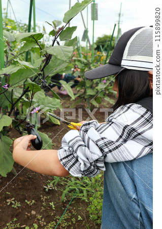 小學生在地裡收割蔬菜 小學生在地裡收割蔬菜 115899820
