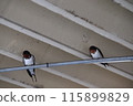 Swallows resting their wings 115899829