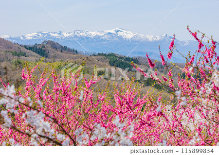 福島縣福島市的春天，福島的起源花見山 115899834