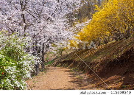 Spring in Fukushima City, Fukushima Prefecture - Fukushima's Shangri-La, Hanamiyama Spring in Fukushima City, Fukushima Prefecture - Fukushima's Shangri-La, Hanamiyama 115899849