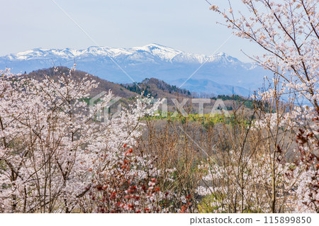 Spring in Fukushima City, Fukushima Prefecture - Fukushima's Shangri-La, Hanamiyama Spring in Fukushima City, Fukushima Prefecture - Fukushima's Shangri-La, Hanamiyama 115899850