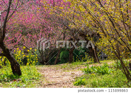 Spring in Fukushima City, Fukushima Prefecture - Fukushima's Shangri-La, Hanamiyama 115899863