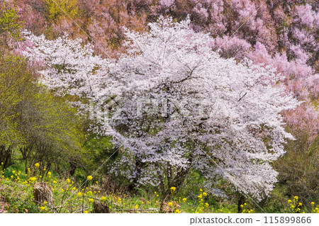 Spring in Fukushima City, Fukushima Prefecture - Fukushima's Shangri-La, Hanamiyama 115899866