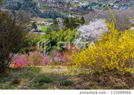 福島縣福島市的春天,福島的起源花見山 福島縣福島市的春天,福島的起源花見山 115899868