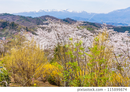 福島縣福島市的春天，福島的起源花見山 115899874