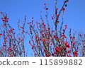Red plum blossoms shining against the blue sky 115899882