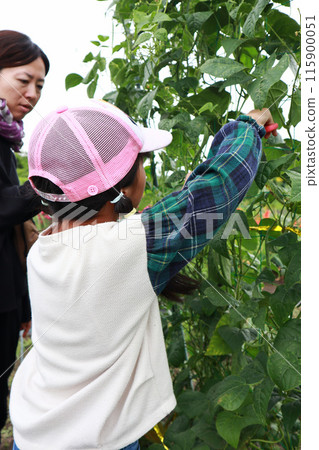 Elementary school girl harvesting vegetables in the field Elementary school girl harvesting vegetables in the field 115900051