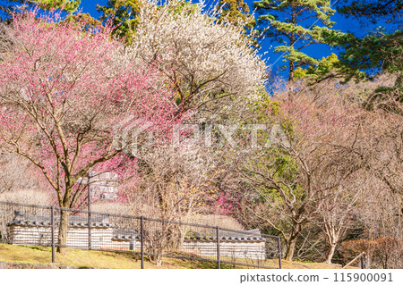 [Shizuoka Prefecture] Atami Plum Garden: Beautiful plum blossoms in full bloom 115900091
