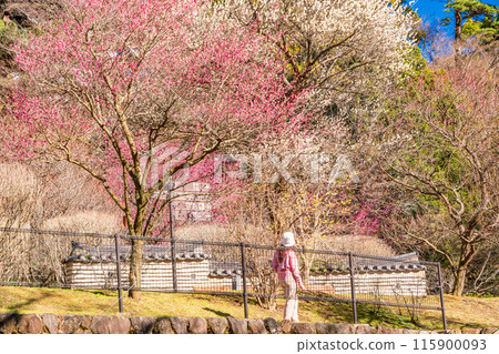 [Shizuoka Prefecture] Atami Plum Garden: Beautiful plum blossoms in full bloom 115900093