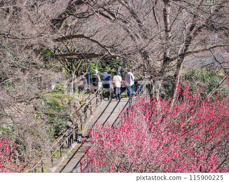 [Shizuoka Prefecture] Atami Plum Garden: Beautiful plum blossoms in full bloom 115900225