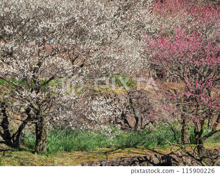 [靜岡縣]熱海梅園，美麗的梅花盛開 115900226