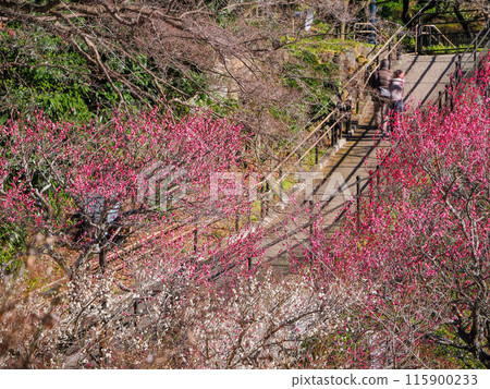 [靜岡縣]熱海梅園，美麗的梅花盛開 115900233