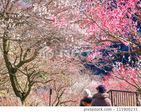 [Shizuoka Prefecture] Atami Plum Garden: Beautiful plum blossoms in full bloom 115900235