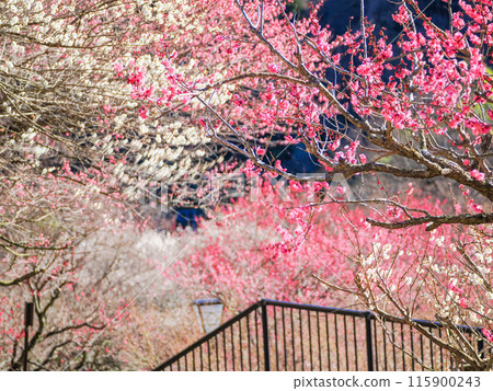 [Shizuoka Prefecture] Atami Plum Garden: Beautiful plum blossoms in full bloom 115900243