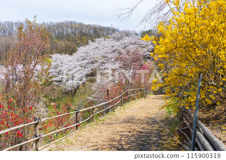 福島縣福島市的春天，福島的起源花見山 115900319