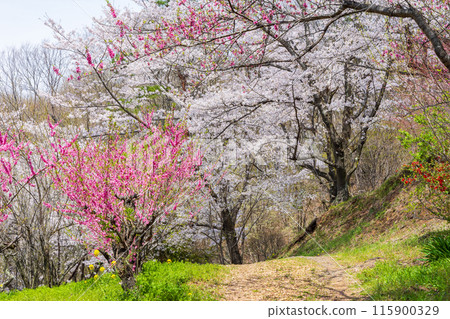 福島縣福島市的春天，福島的起源花見山 115900329