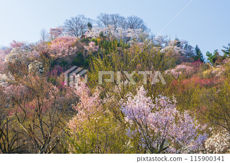 福島縣福島市的春天，福島的起源花見山 115900341
