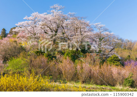 福島縣福島市的春天,福島的起源花見山 福島縣福島市的春天,福島的起源花見山 115900342