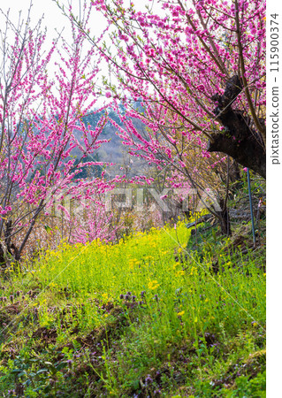 福島縣福島市的春天，福島的起源花見山 115900374