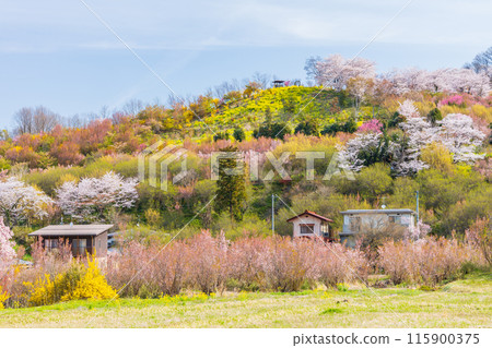 福島縣福島市的春天,福島的起源花見山 福島縣福島市的春天,福島的起源花見山 115900375