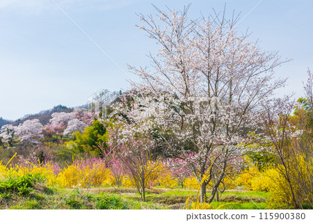 Spring in Fukushima City, Fukushima Prefecture - Fukushima's Shangri-La, Hanamiyama 115900380
