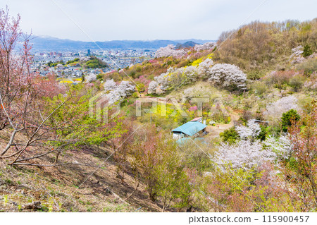 福島縣福島市的春天，福島的起源花見山 115900457