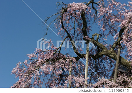 Tottori four seasons walk Mochigase no Nagashi Hina 115900845