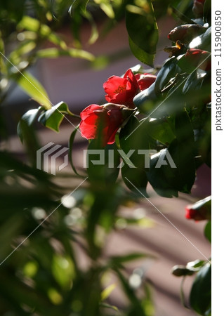 Tottori four seasons walk Mochigase no Nagashi Hina Tottori four seasons walk Mochigase no Nagashi Hina 115900850