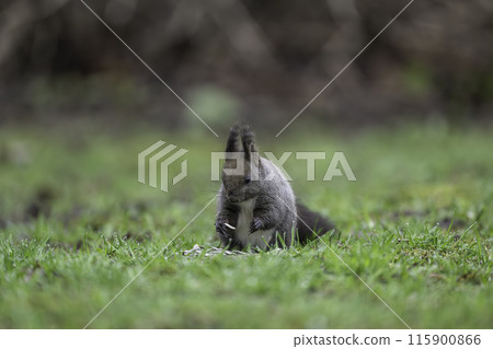A Hokkaido squirrel eating nuts amid the fresh greenery 115900866