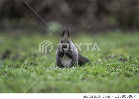 A Hokkaido squirrel eating nuts amid the fresh greenery 115900867