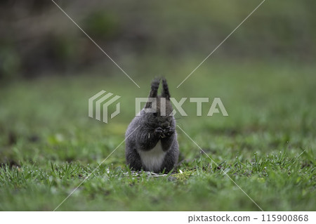 A Hokkaido squirrel eating nuts amid the fresh greenery 115900868